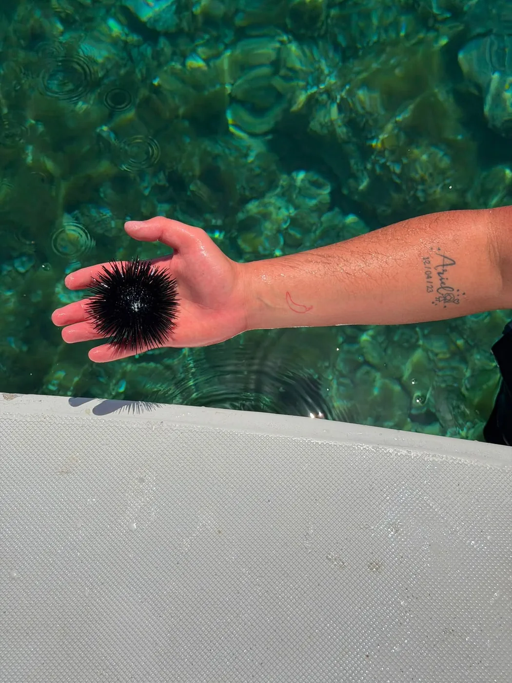 Riccio di mare nelle acque cristalline di Favignana — Vita marina delle Egadi